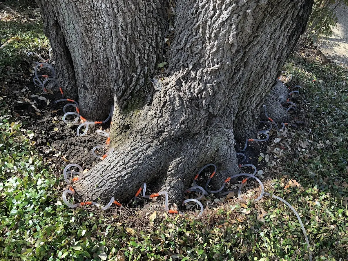 Detailed Tree Cabling and Bracing job site in Convent Station