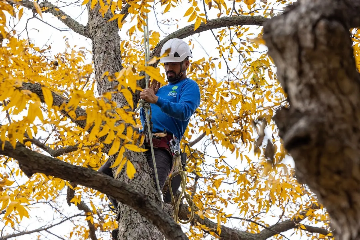 Skilled Tree Planing crew working in Convent Station